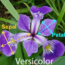 Iris sepal and petal measurements