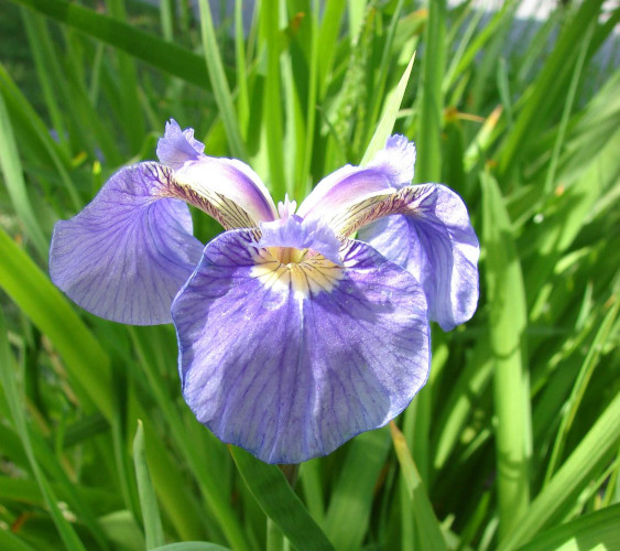 Iris setosa