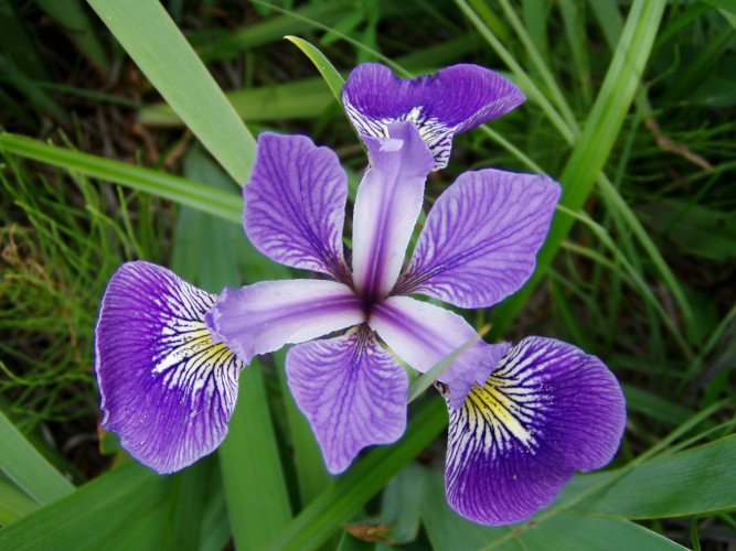 Iris versicolor
