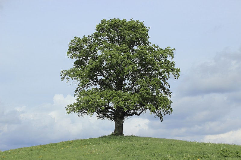Single tree